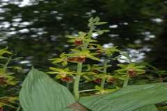 Calanthe tricarinata